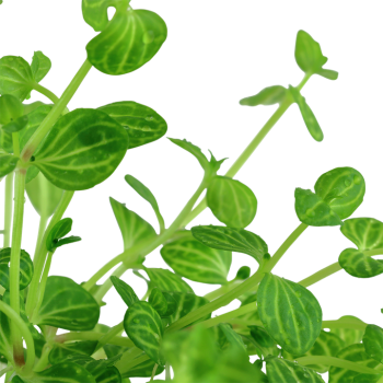 Lindernia Rotundiolia à Jaset - Tropica 2
