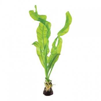 Aponogeton Ulvaceus Bulbe - Tropica