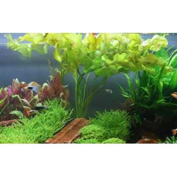 Aponogeton ulvaceus bulbo - Tropica 2