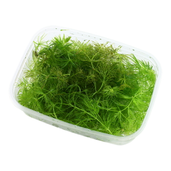 Ceratophyllum demersum - Tropica