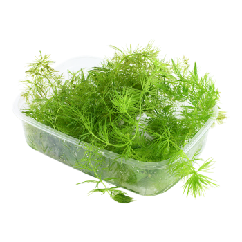 Ceratophyllum demersum - Tropica 2