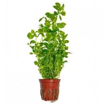 Ludwigia Palustris 'Green' in jar - Tropica