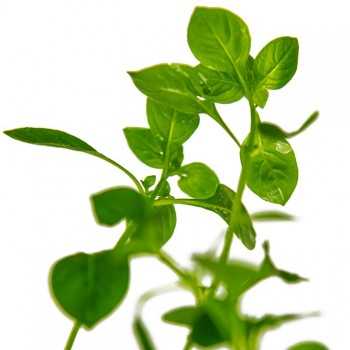 Ludwigia Palustris 'Green' in jar - Tropica 2