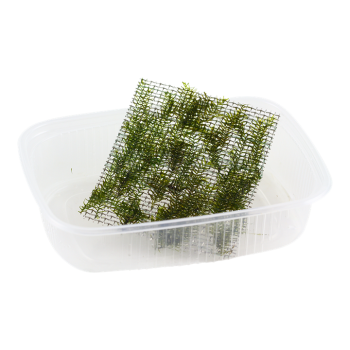 Fissidens fontanus - Tropica
