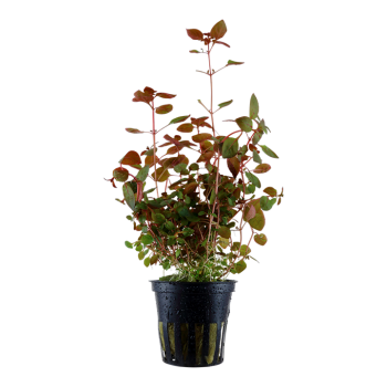 Ludwigia Palustris 'Super Rouge' dans Jar - Tropica