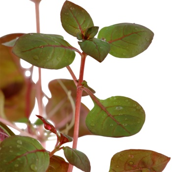 Ludwigia palustris 'Super Red' in vasetto - Tropica 2
