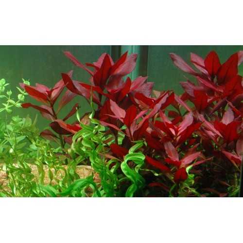 Ludwigia repens 'rubin' dans le pot - Tropica
