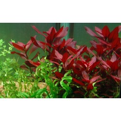Ludwigia repens 'rubin' dans le pot - Tropica