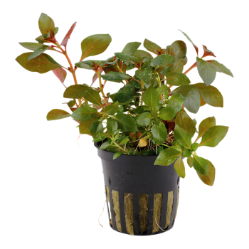 Ludwigia repens 'Rubin' in jar - Tropica