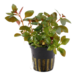 Ludwigia repens 'rubin' dans le pot - Tropica
