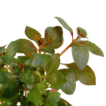 Ludwigia repens 'Rubin' in jar - Tropica 2
