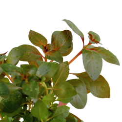 Ludwigia repens 'rubin' dans le pot - Tropica