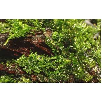 Riccardia Chedryfrafrafrafrae - Tropica 2
