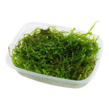 Taxiphyllum Barbieri Bogor Moss - Tropica