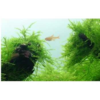 Taxiphyllum Barbieri Bogor Moss - Tropica 2