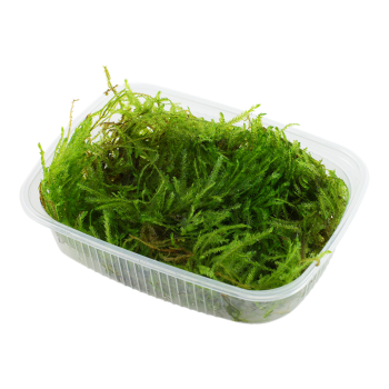 Taxiphyllum sp. Spiky Moss - Tropica