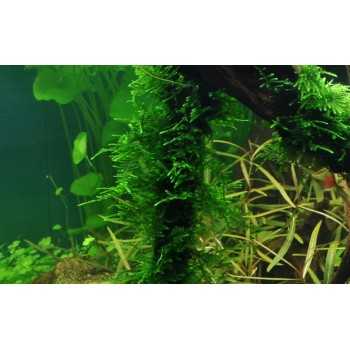 Taxiphyllum sp. Spiky Moss - Tropica 2