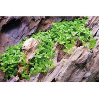 Micranthemum Toweediei 'Monte Carlo' à Jaset - Tropica 2