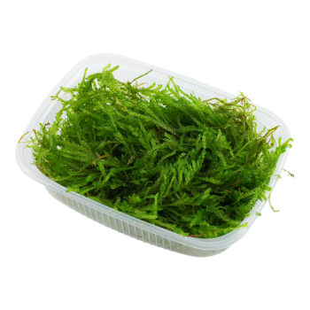 Ferriei vésiculaire pleurant mousse - Tropica