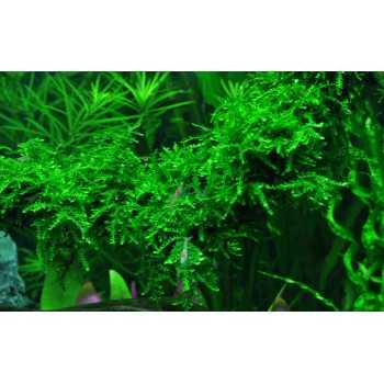 Vesicular Ferriei Weeping Moss - Tropica 2