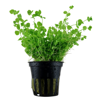 Micranthemum umbrosum in vasetto - Tropica
