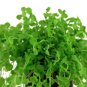 Micranthemum umbrosum in vasetto - Tropica 2