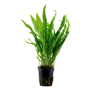 Pteropus microsorum in jar - Tropica