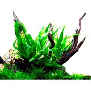 Pteropus microsorum in jar - Tropica 2