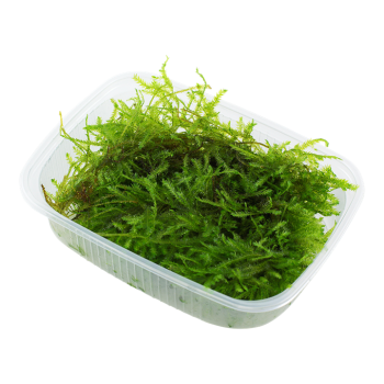 Vesicularia montagnei Christmas Moss - Tropica