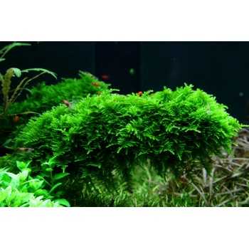 Vesicular Mountaini Christmas Moss - Tropica 2