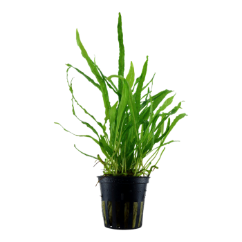 Microsorum pteropus 'Narrow' in vasetto - Tropica