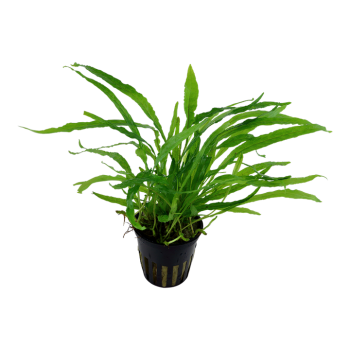 Microsorum pteropus 'Narrow' in vasetto - Tropica 2