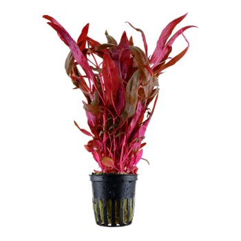 Alternanthera reinecii 'rose' dans le pot - Tropica