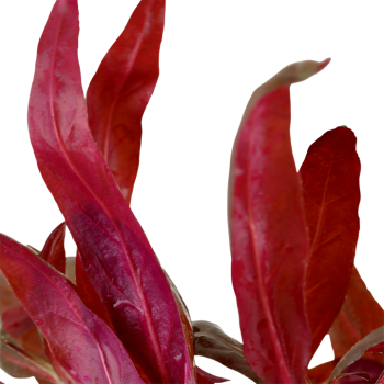 Alternanthera Reineckii 'Pink' in jar - Tropica 2