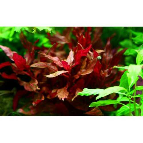 Alternanthera Reineckii 'Rosanervig' in Jar -...