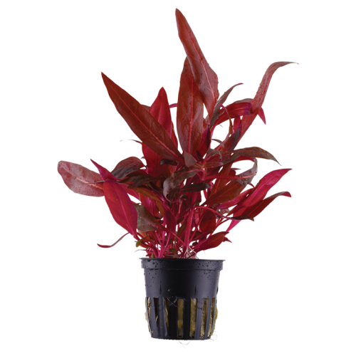 Alternanthera Reineckii 'Rosanervig' in Jar -...