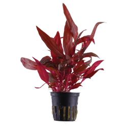 Alternanthera reineckii 'Rosanervig' in vasetto - Tropica
