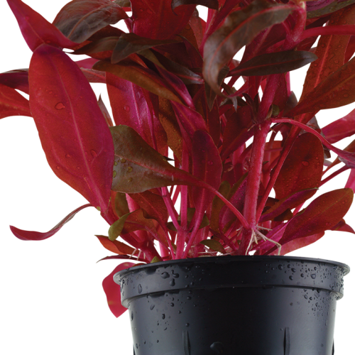 Alternanthera reineckii 'Rosanervig' in vasetto...