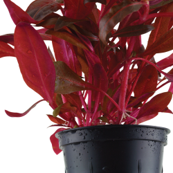 Alternanthera reineckii 'Rosanervig' in vasetto - Tropica