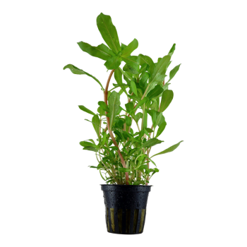 Ammnogia Crassicaulis à Jar - Tropica