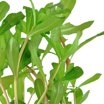 Ammannia crassicaulis in vasetto - Tropica 2