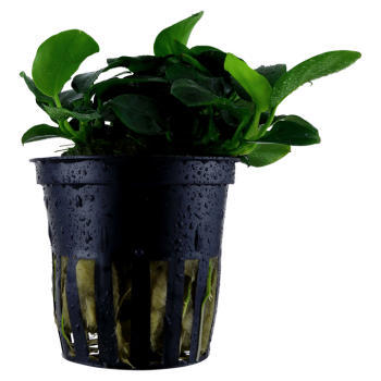 Anubias barteri 'Petite' in vasetto - Tropica