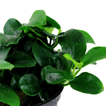 Anubias Bears 'Petite' dans Jar - Tropica 2