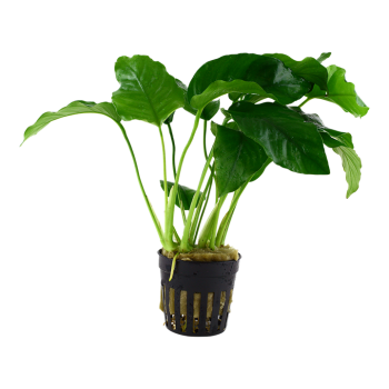Anubias Barters Var. Barters in Jar - Tropica