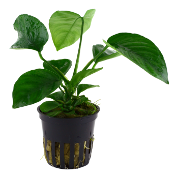Anubias Barters Var. Caladiifolia in jar - Tropica