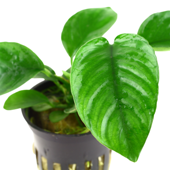 Anubias barteri var. caladiifolia in vasetto - Tropica 2