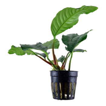 Anubias Bétones var. 'Coffeifolia' dans le pot - Tropica