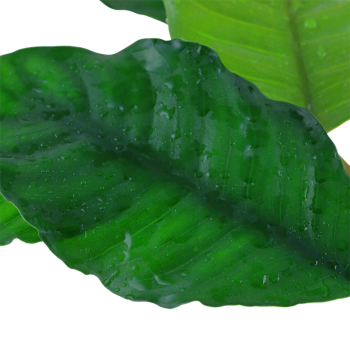 Anubias Bétones var. 'Coffeifolia' dans le pot - Tropica 2