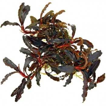 Bucephalandra Kedagang in cup - Aquaflora 2