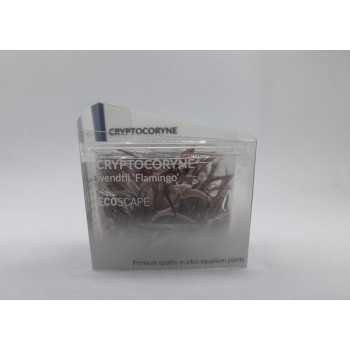 Cryptocoryne 'Flamingo' in Cup - Aquaflora